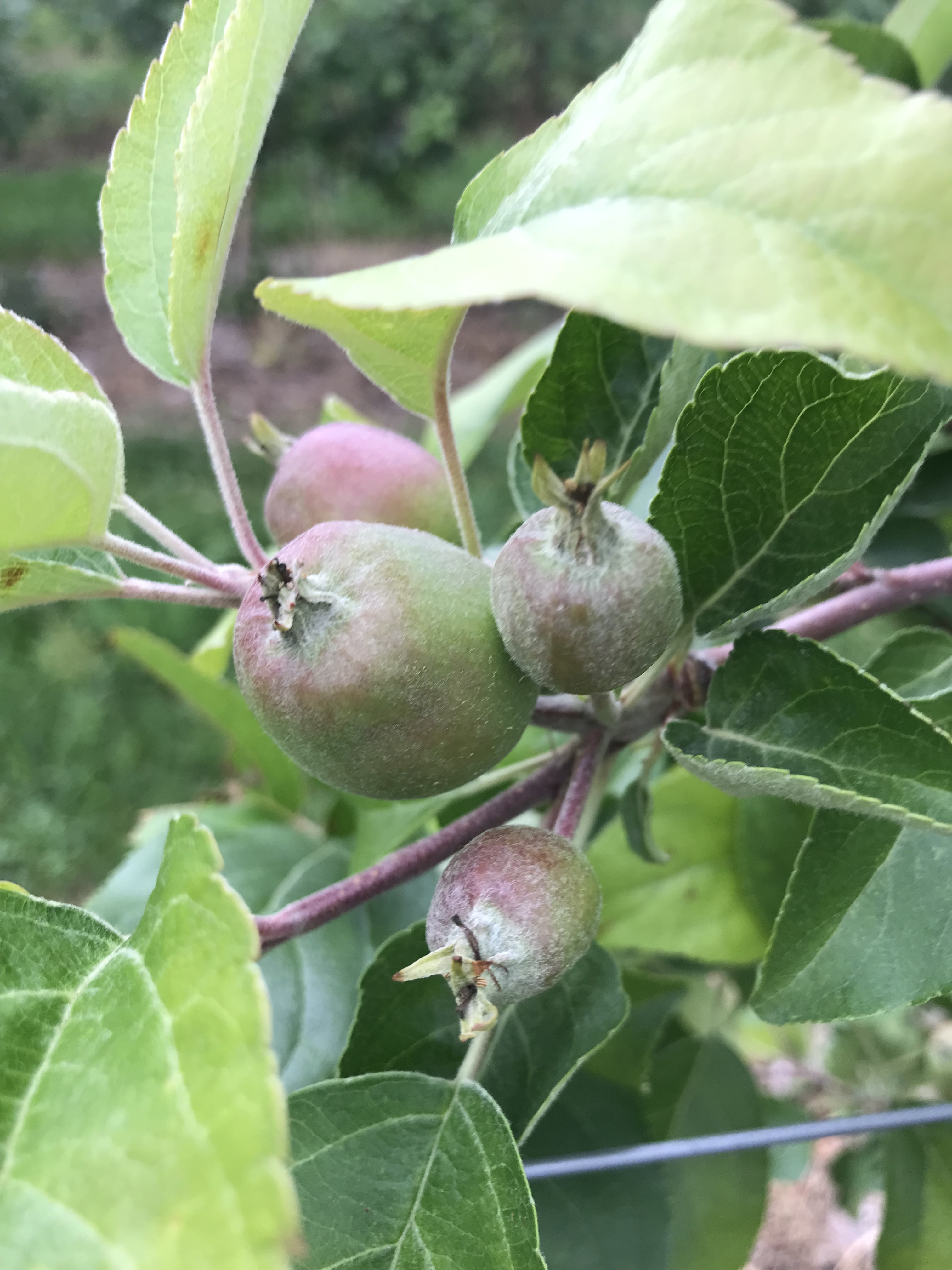 Honeycrisp apples on a tree.